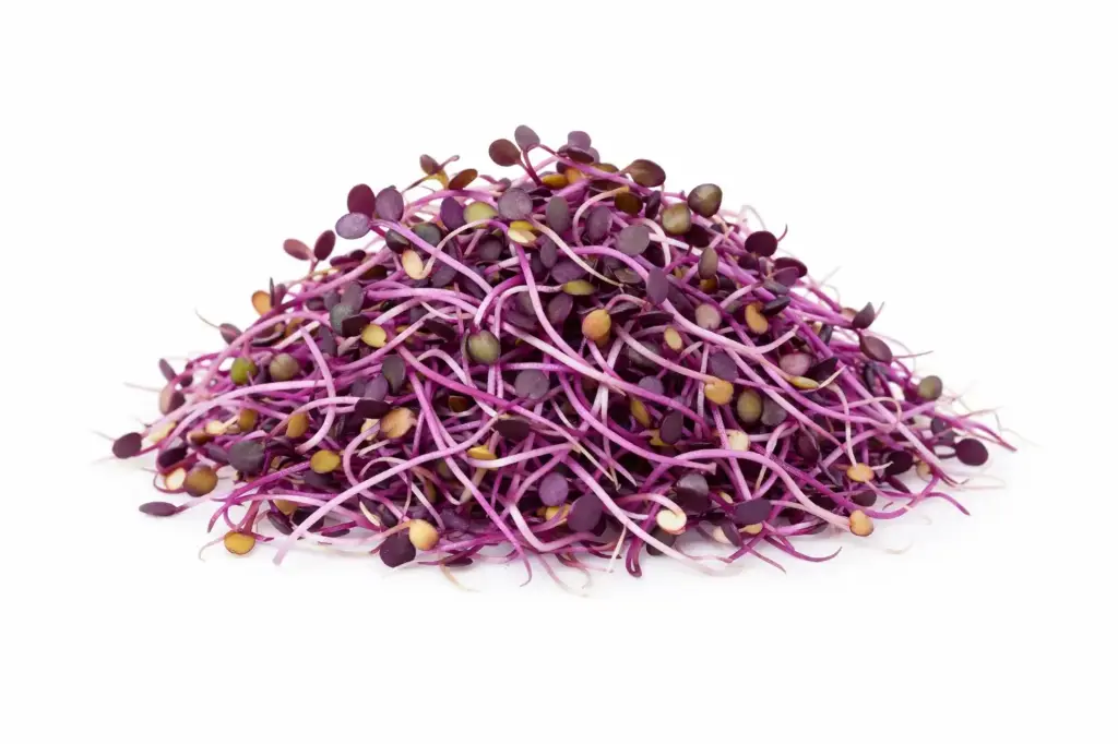 Germinados de lombarda