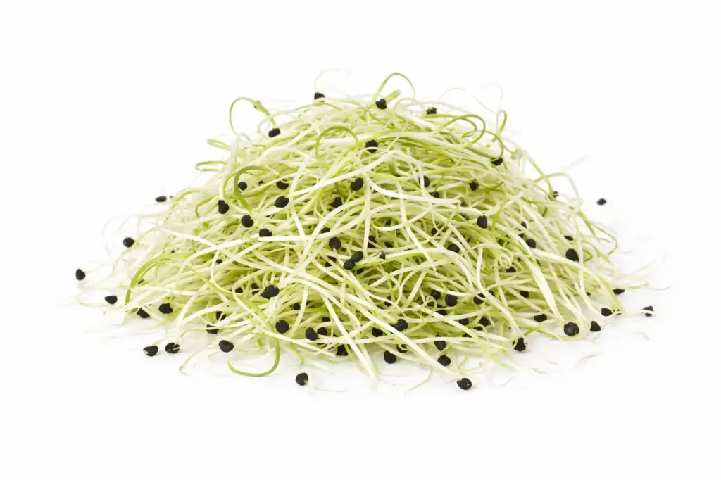 Germinados de puerro