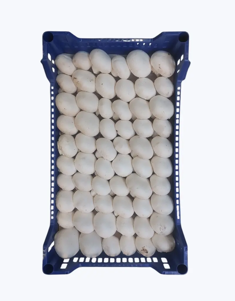 Champiñon blanco