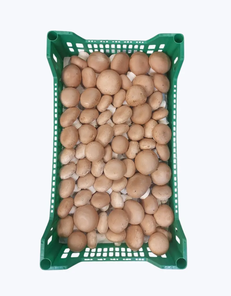 Champiñon portobello