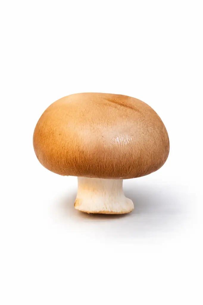 Champiñon portobello