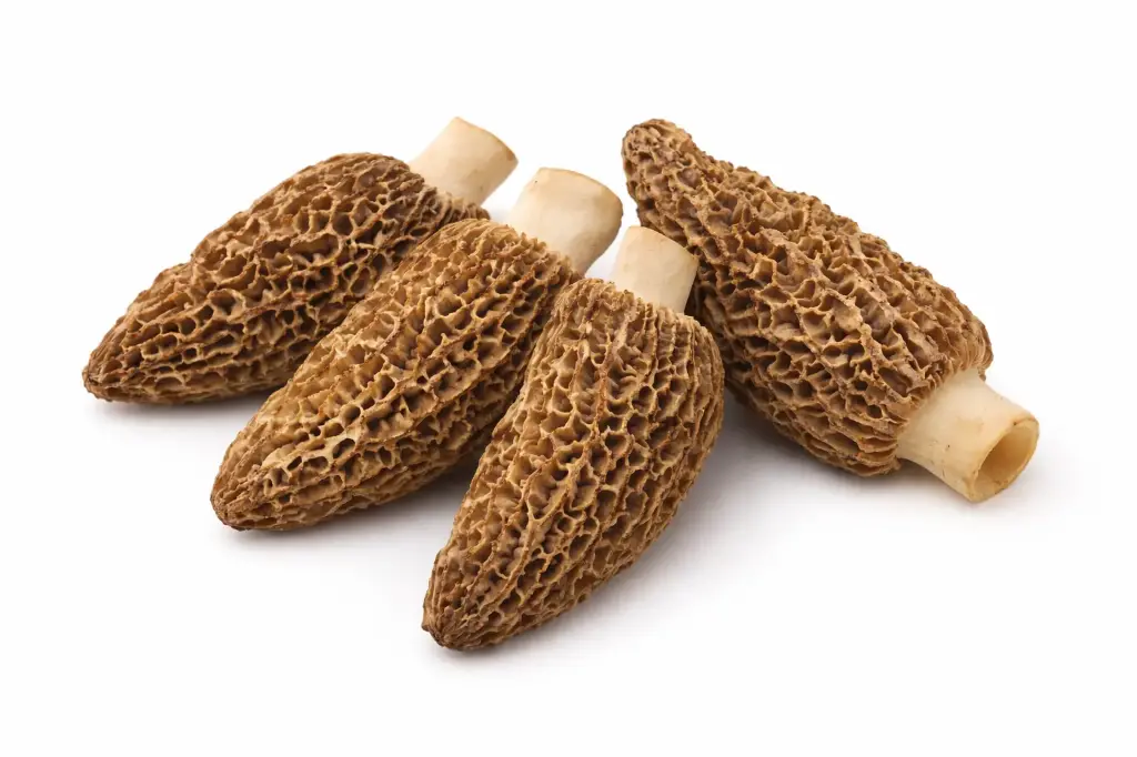 Seta colmenilla deshidratada