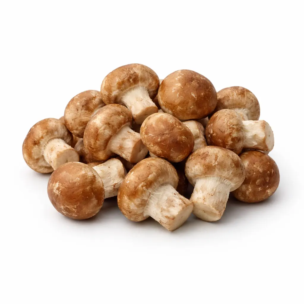 Seta Mini-shiitake
