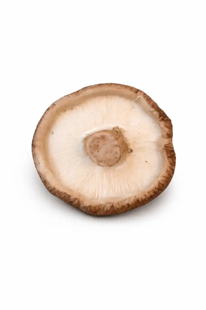 Seta shiitake de la rioja