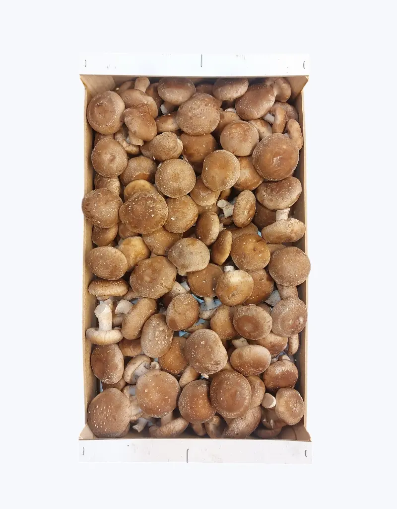 Seta shiitake de la rioja