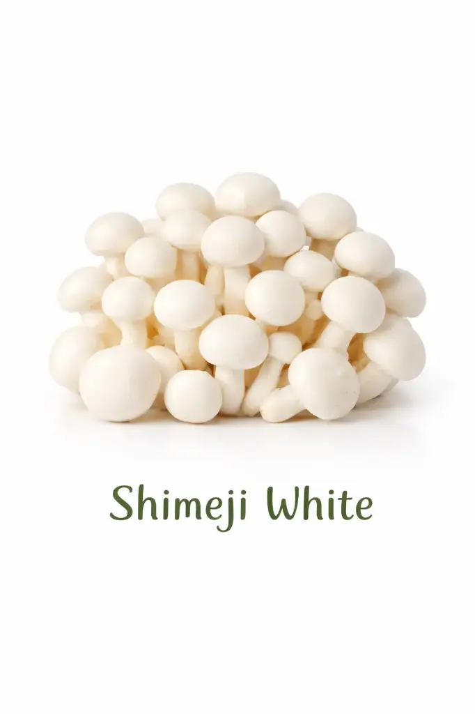 Seta shimeji blanca 150g