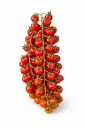 Tomate Cherry Bola