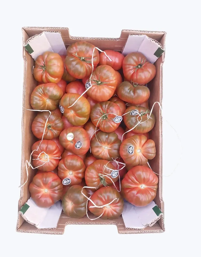 Tomate joselito en mata