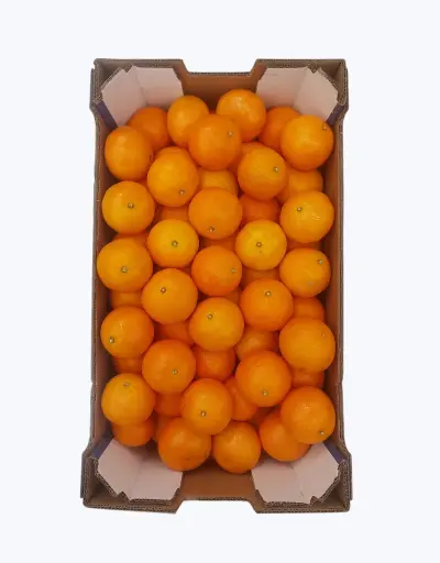 [1000019] Clemenules