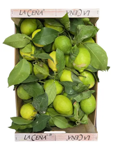 [1000029] Limon verde