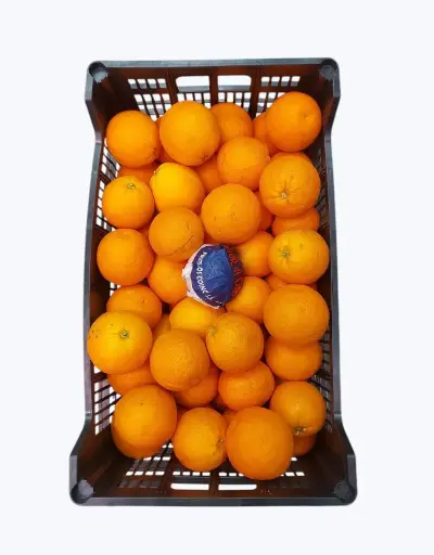 [1000051] Naranja salustiana