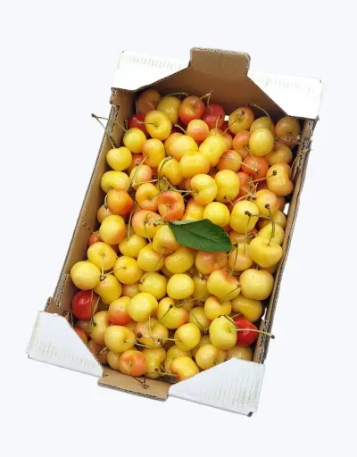 [1000125] Cereza burlon