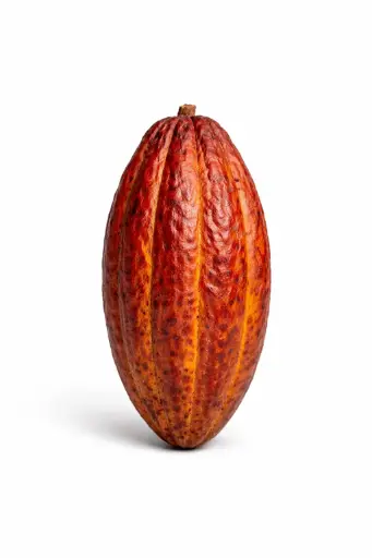 [1000031] Cacao