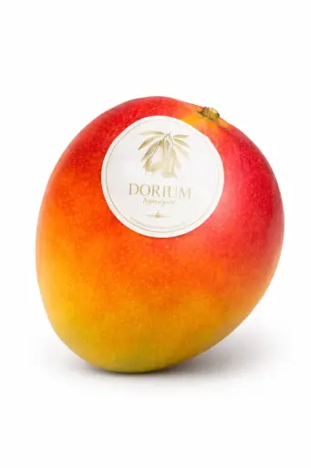 [1000118] Mango Kent