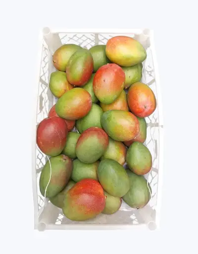 [1000368] Mango para sal