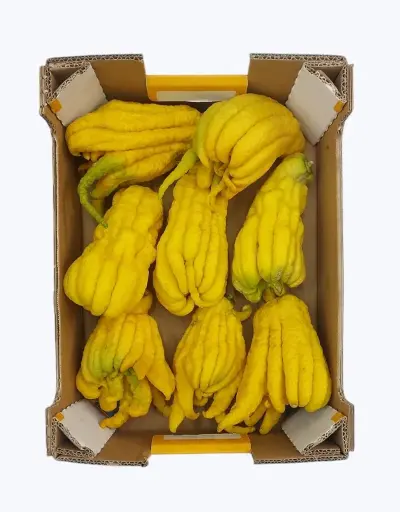 [1000374] Mano de budha