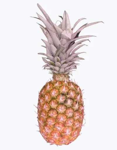 [1000402] Piña de barco (1 unidad)