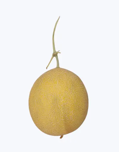 [1000541] Melon galia (unidad)