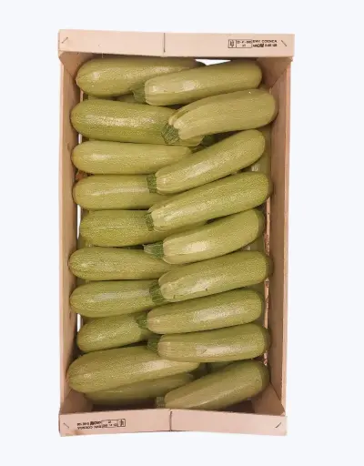 [1000652] Calabacin blanco