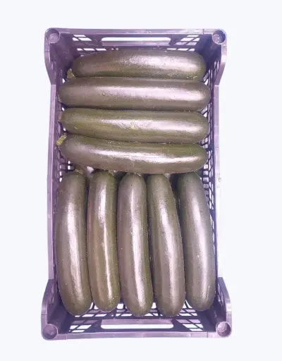 [1000664] Calabacin verde