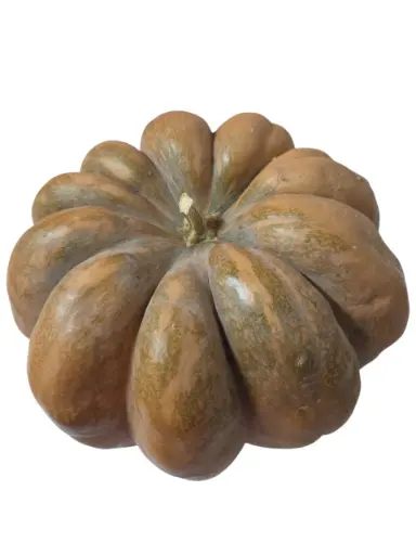 [1000700] Calabaza zapallo