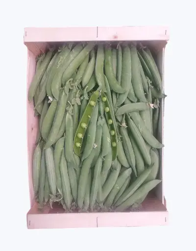 [1000793] Guisante salta lagrima