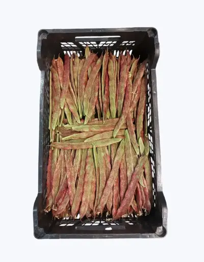 [1000821] Judia perona roja