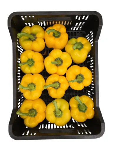 [1000850] Pimiento california amarillo