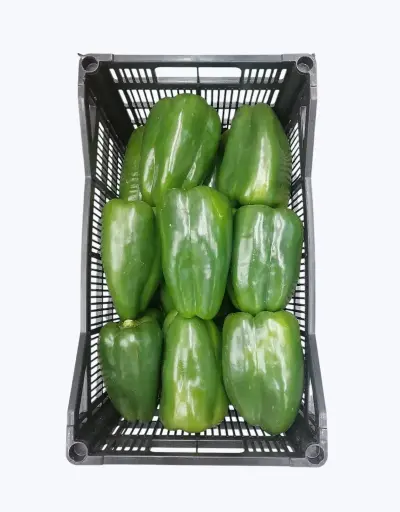 [1000884] Pimiento lamuyo verde