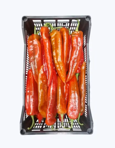 [1000886] Pimiento palermo