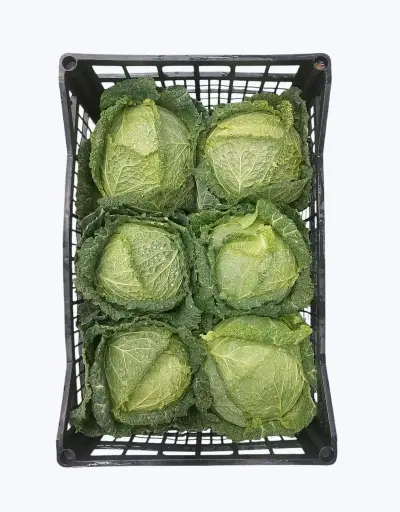[1000924] Repollo normal