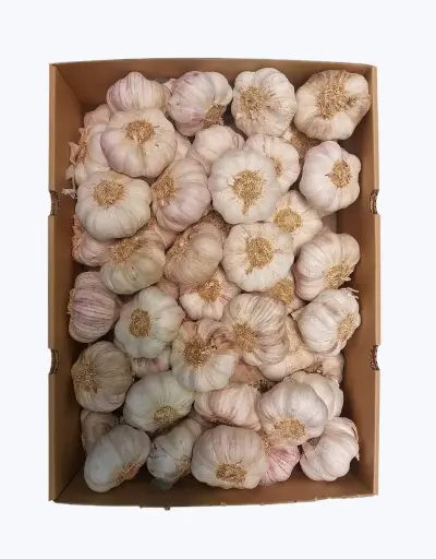 [1000957] Ajo castano