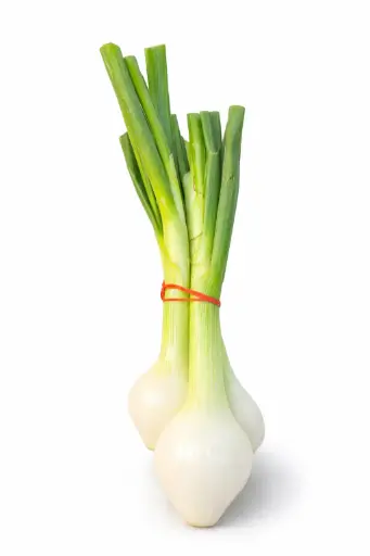 [1001009] Cebolleta normal