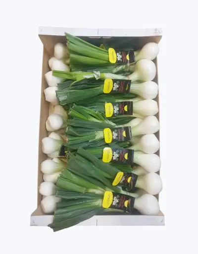 [1001009] Cebolleta normal