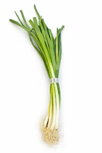 [1001013] Cebollino aleman