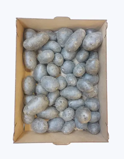 [1001228] Patata Violeta