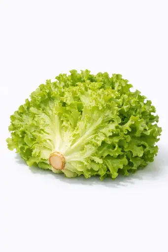 [1001071] Lechuga batavia