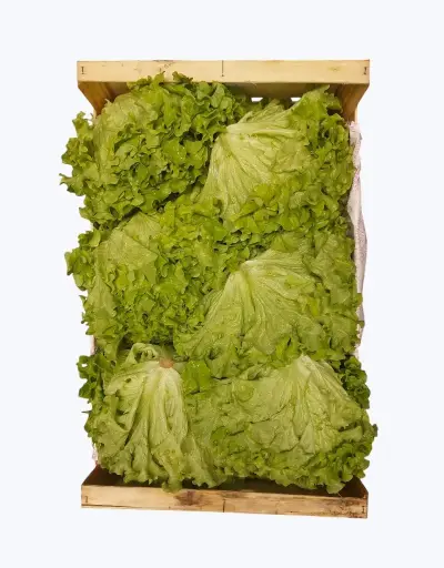 [1001071] Lechuga batavia