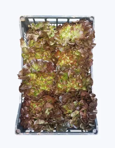 [1001075] Lechuga hoja de roble roja