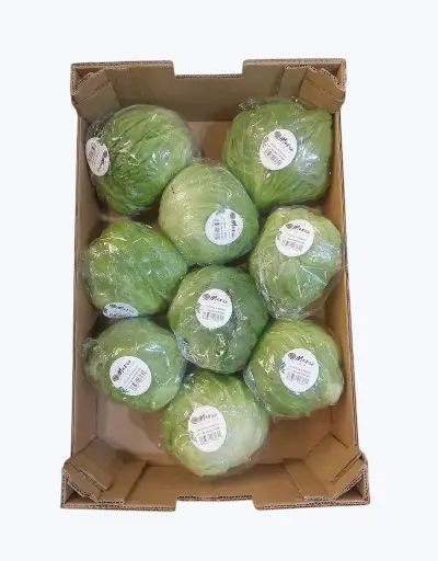 [1001076] Lechuga iceberg