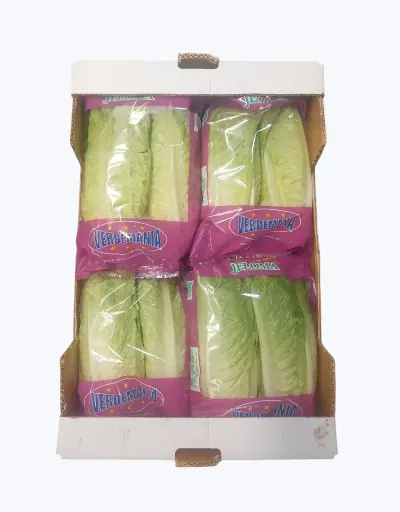[1001078] Lechuga romana