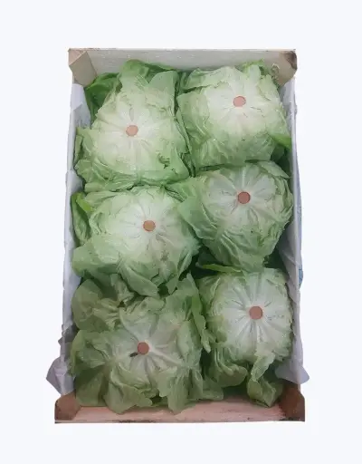 [1001079] Lechuga trocadero verde