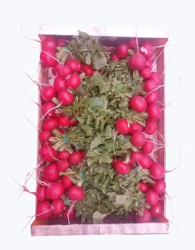 [1001085] Rabanito rojo