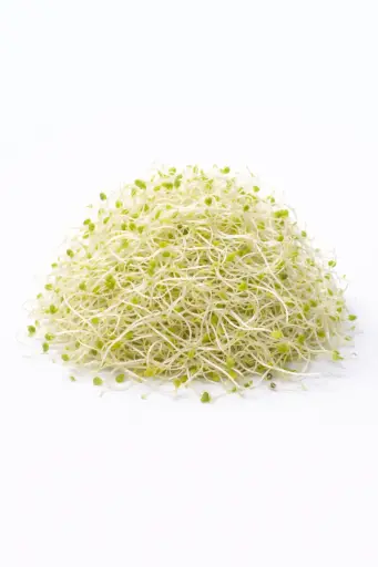 [1001092] Germinados de alfalfa
