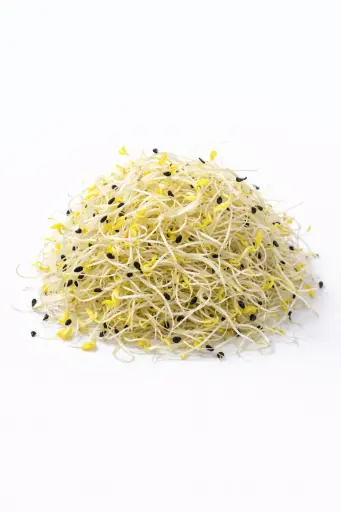 [1001093] Germinados de cebolla