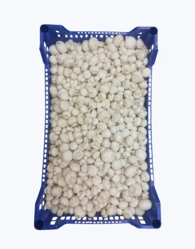 [1001133] Champiñon mini