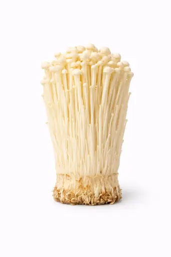 [1000965] Seta Enoki