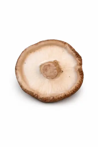 [1000975] Seta Shiitake de la Rioja