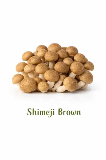 [1001166] Seta shimeji marron 150g