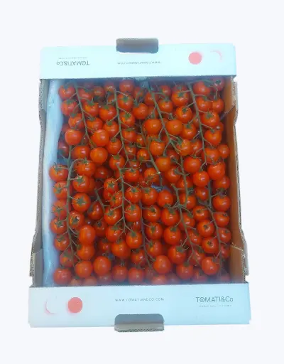 [1001205] Tomate cherry bola